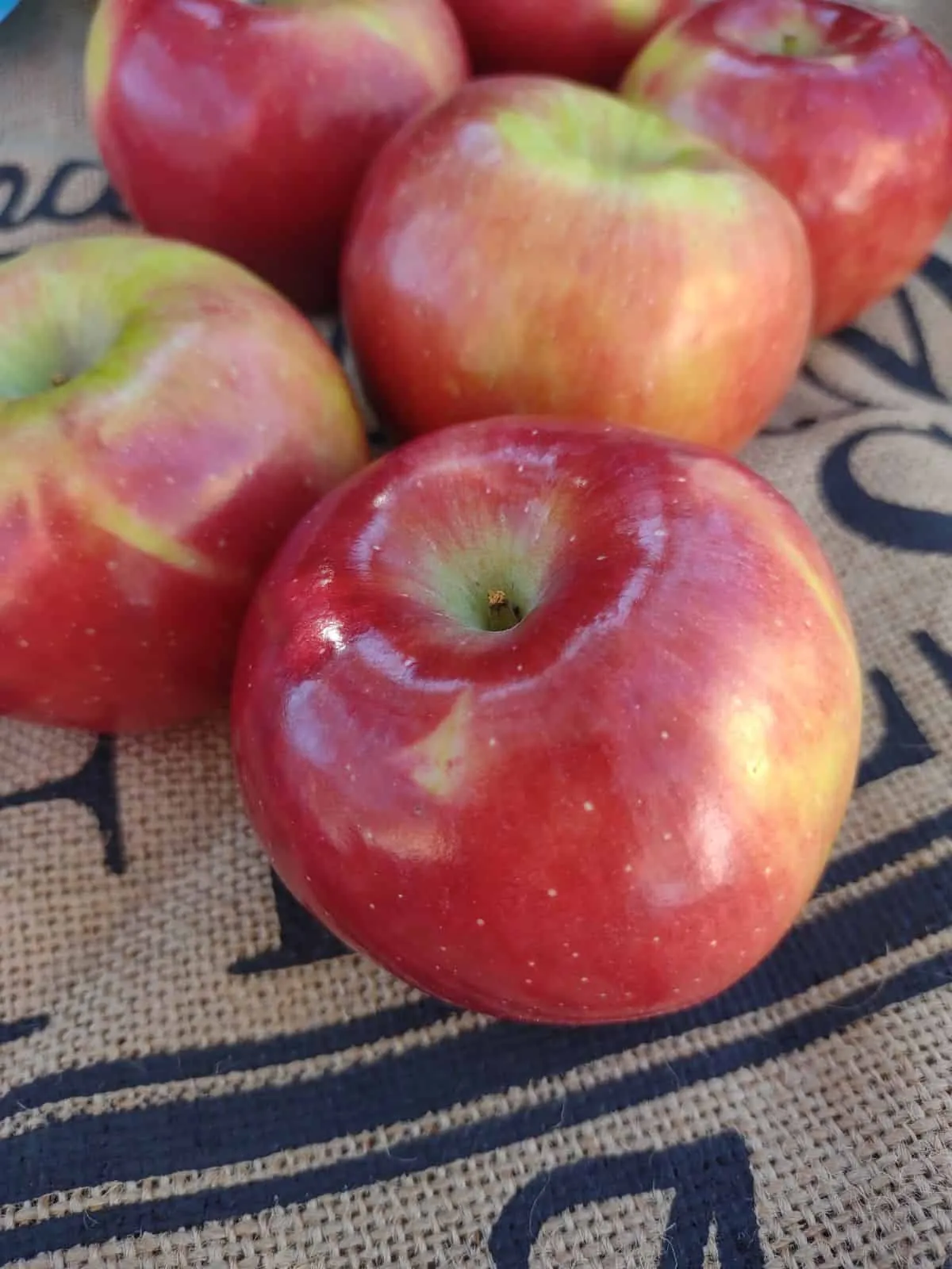 Image 1 of Ruby Frost