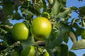 Image 4 of Granny Smith