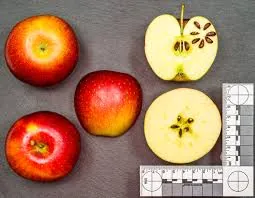 Image 2 of Cosmic Crisp