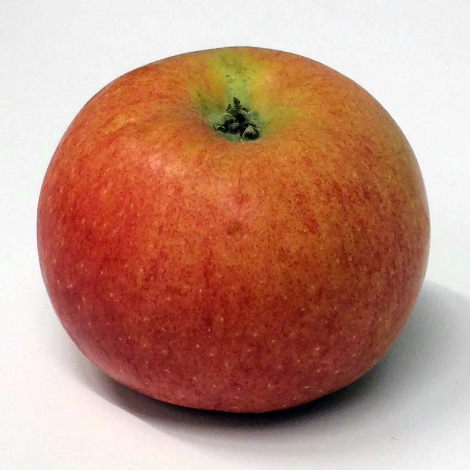 Image 1 of Rome (Rome Beauty)