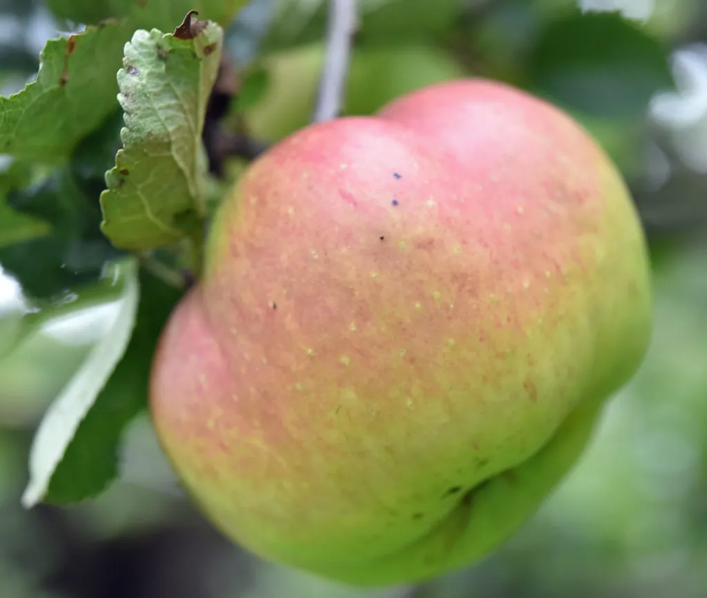 Image 1 of Bramley's Seedling