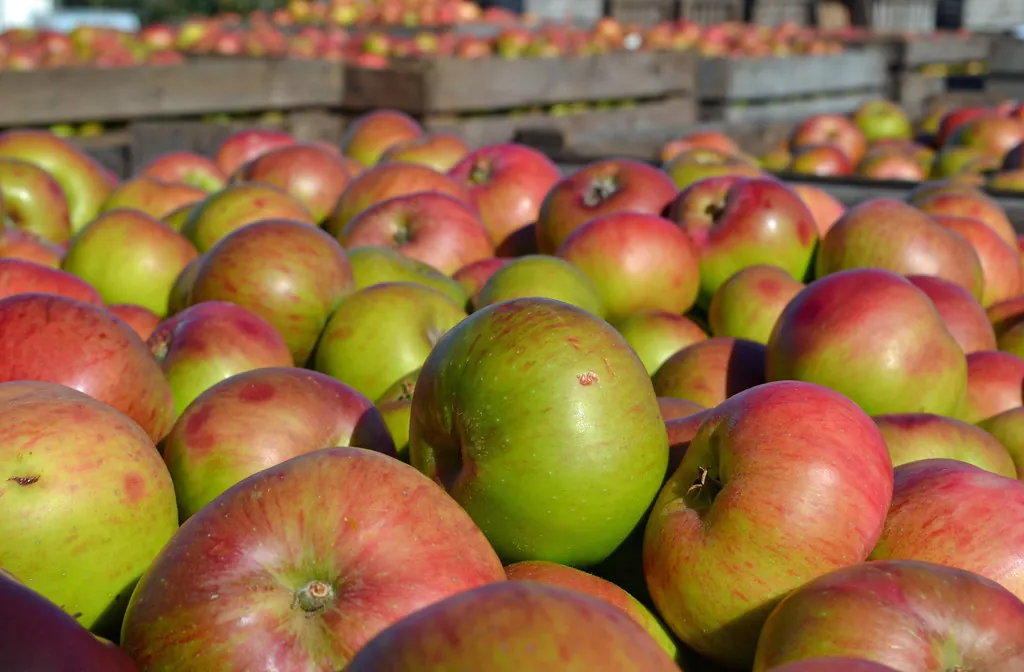 Image 2 of Bramley's Seedling