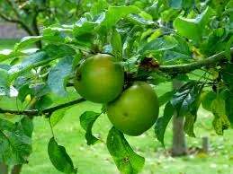 Image 4 of Bramley's Seedling