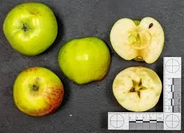 Image 4 of Gravenstein