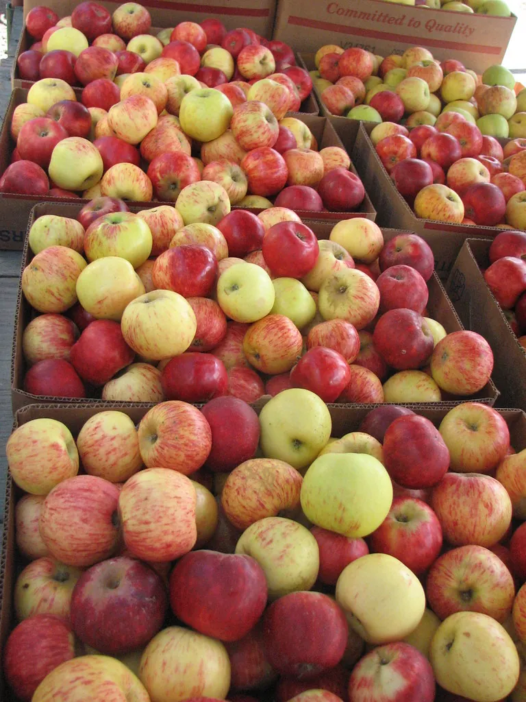 Image 5 of Gravenstein