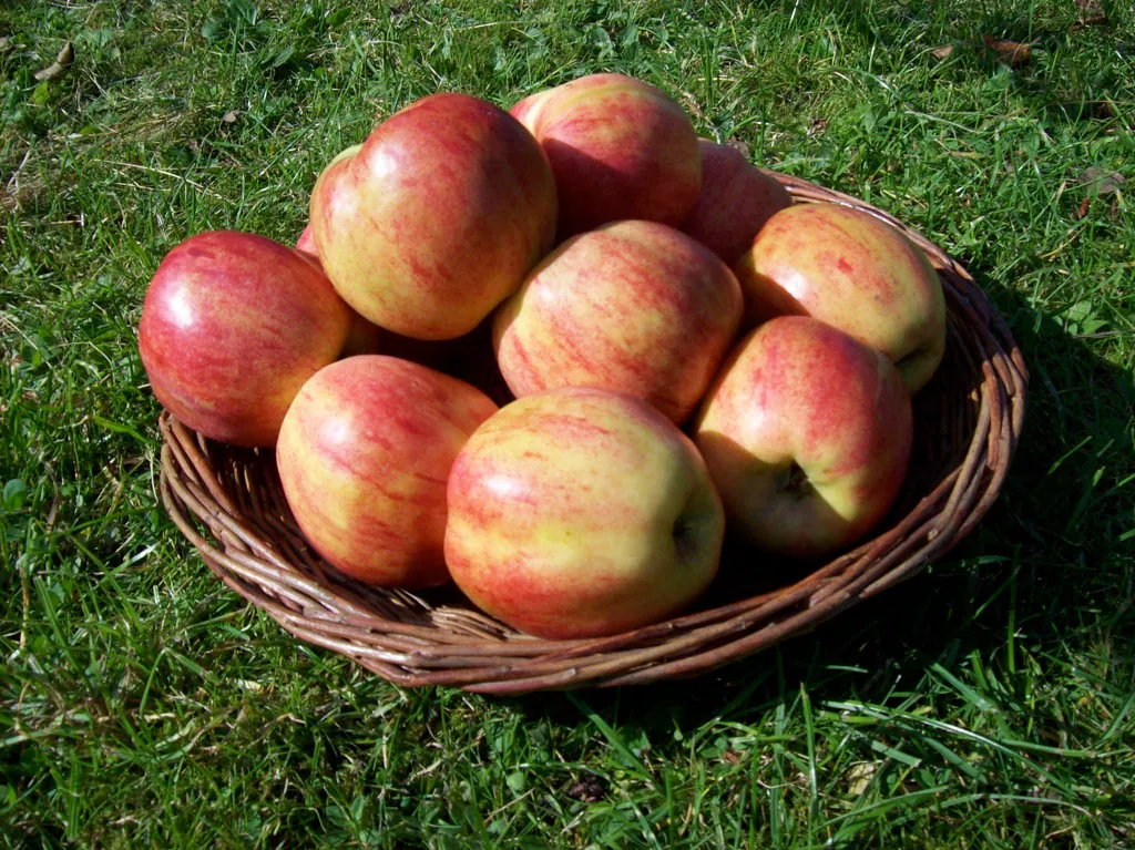 Image 6 of Gravenstein